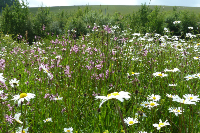 Strategic Environmental Assessments