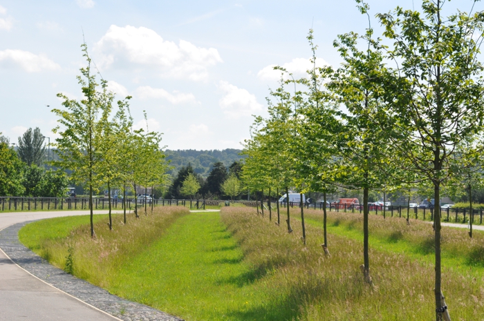 the Helix Park, Falkirk. Tree Planting.